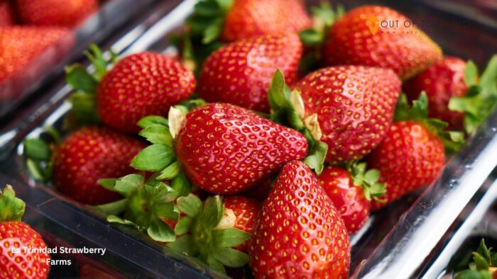 La Trinidad Strawberry Farms