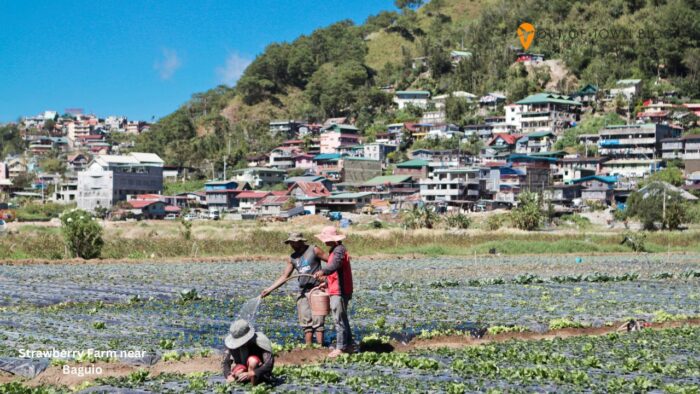 Strawberry Farm near Baguio