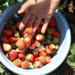 Strawberry Picking in La Trinidad Benguet
