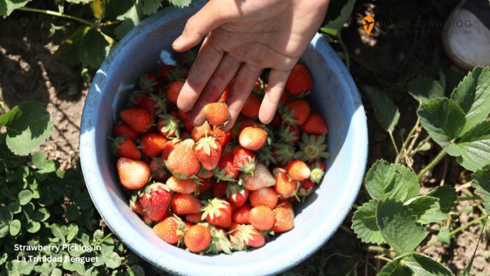 Strawberry Picking in La Trinidad Benguet