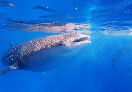 Whale sharks by Olga ga via Unsplash