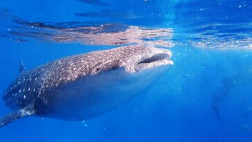Whale sharks by Olga ga via Unsplash