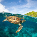 A sea turtle swims close to the surface of the shore near Apo Island