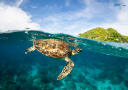 A sea turtle swims close to the surface of the shore near Apo Island
