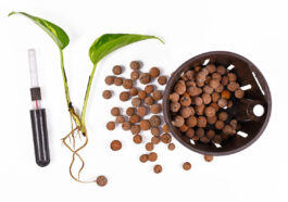 Semi-Hydroponic System for House Plants