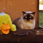 Traveling with a Canine Companion