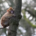 The pig tailed macaque