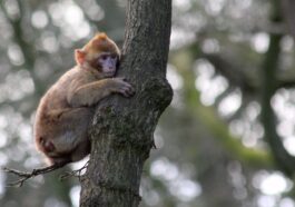 The pig tailed macaque