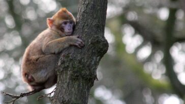 The pig tailed macaque