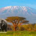 Mount Kilimanjaro with Acacia