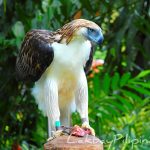 The Monkey Eating Eagle