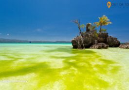 Green Algae in Boracay