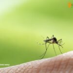 Keep Mosquitoes away