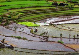 Nagacadan Rice Terraces by Shubert Ciencia via Wikipedia Commons