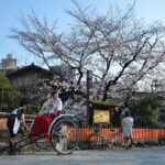 Sakura in Kyoto