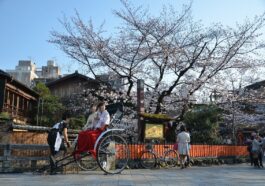 Sakura in Kyoto
