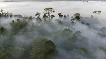Danum Valley Conservation Area by Christopher Michel via Wikimedia cc