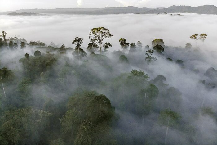Danum Valley Conservation Area by Christopher Michel via Wikimedia cc