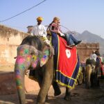 Elephant Safari in India