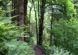 Forest Park in Portland Oregon by EncMstr via Wikipedia CC