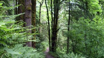 Forest Park in Portland Oregon by EncMstr via Wikipedia CC