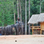 Elephants approaching the viewing area
