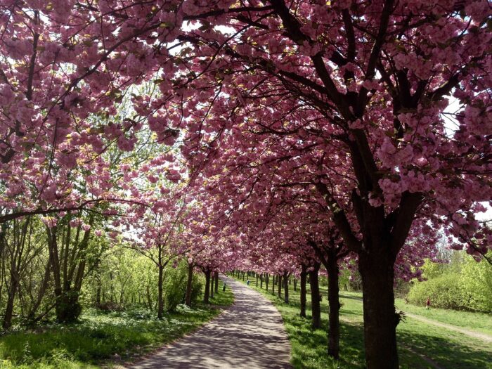 Cherry Blosson in Mauerpark Berlin