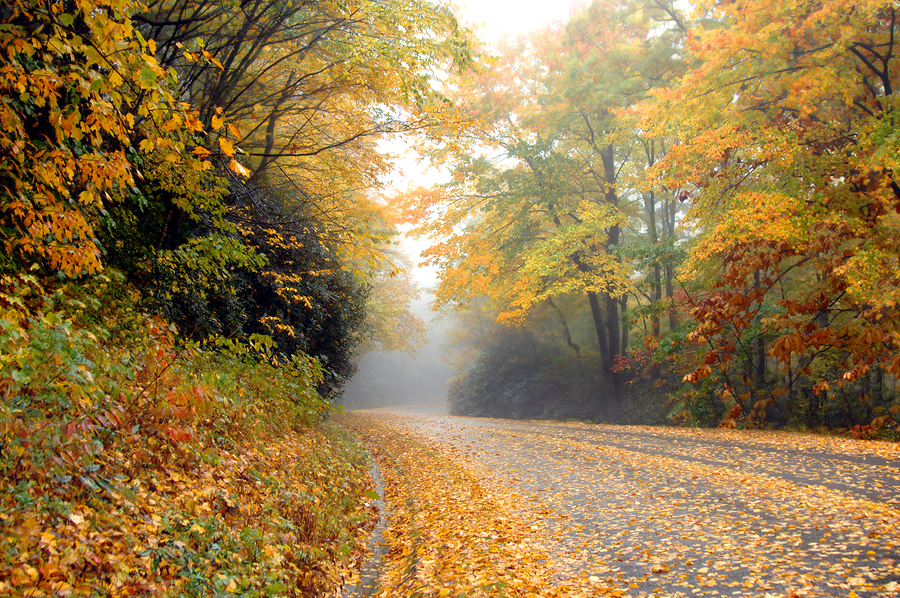 Along the Blue Ridge Parkway