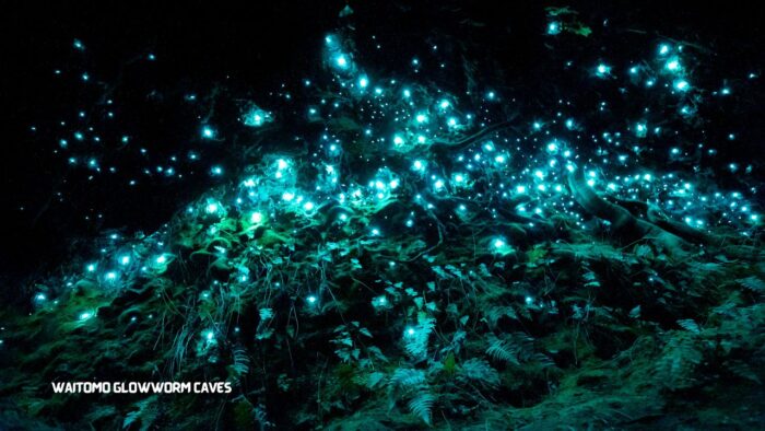 Waitomo Glowworm Caves
