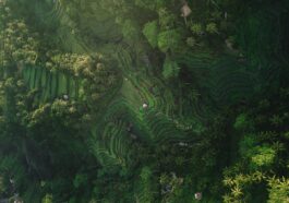 Tegallalang Rice Terraces by Silas Baishch via Unsplash