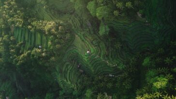 Tegallalang Rice Terraces by Silas Baishch via Unsplash
