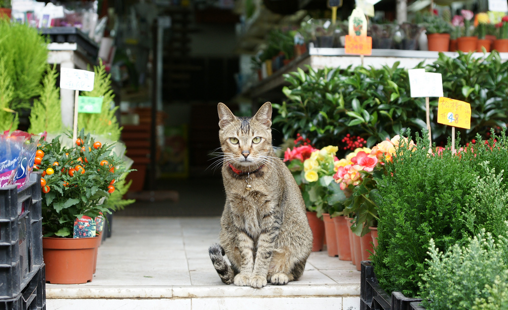 Mongkok Flower Market by Toivo via Flickr