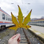 Travel During School Breaks