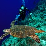 diver and turtle