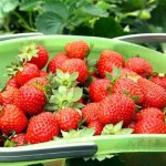 Strawberry-picking La Trinidad