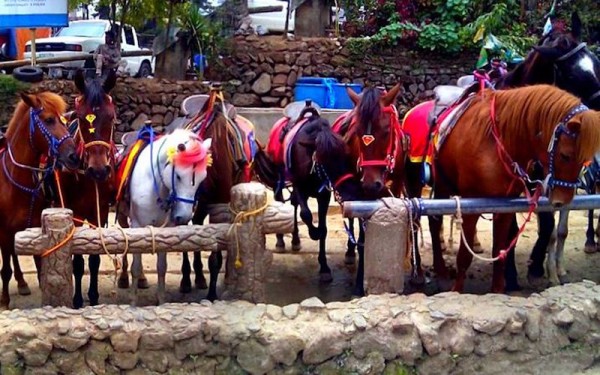 The horses at Wright Park