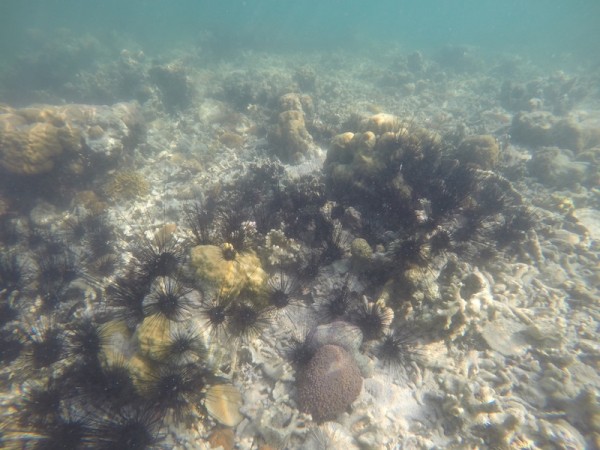 spiky sea urchins