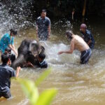 Elephants love the water and are very good swimmers, their trunks make a very good natural snorkel.