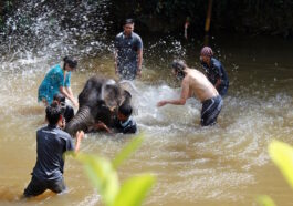 Elephants love the water and are very good swimmers, their trunks make a very good natural snorkel.