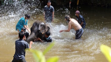 Elephants love the water and are very good swimmers, their trunks make a very good natural snorkel.