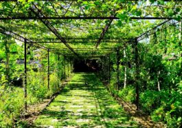 Green perspective