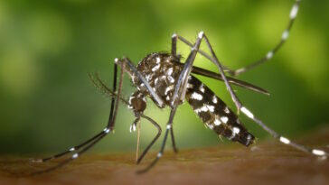 Is there Zika virus in the Philippines?