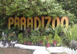 Paradizoo