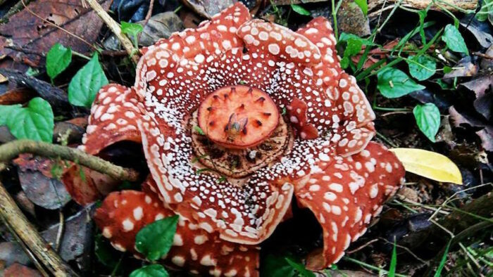 Rafflesia lobata found in Antique