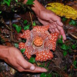 Rafflesia lobata found in San Remigio Antique