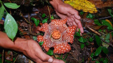 Rafflesia lobata found in San Remigio Antique