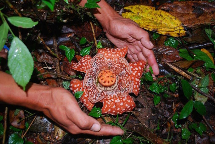 Rafflesia lobata found in San Remigio Antique