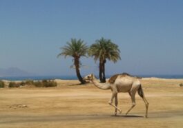 Vacation Spot in Egypt