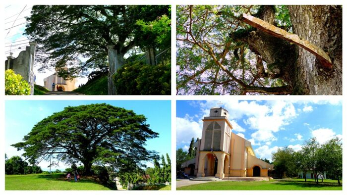 Acacia Tree by St. Raphael the Archangel Parish