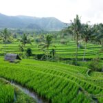 Bali Tegallalang Rice Terraces